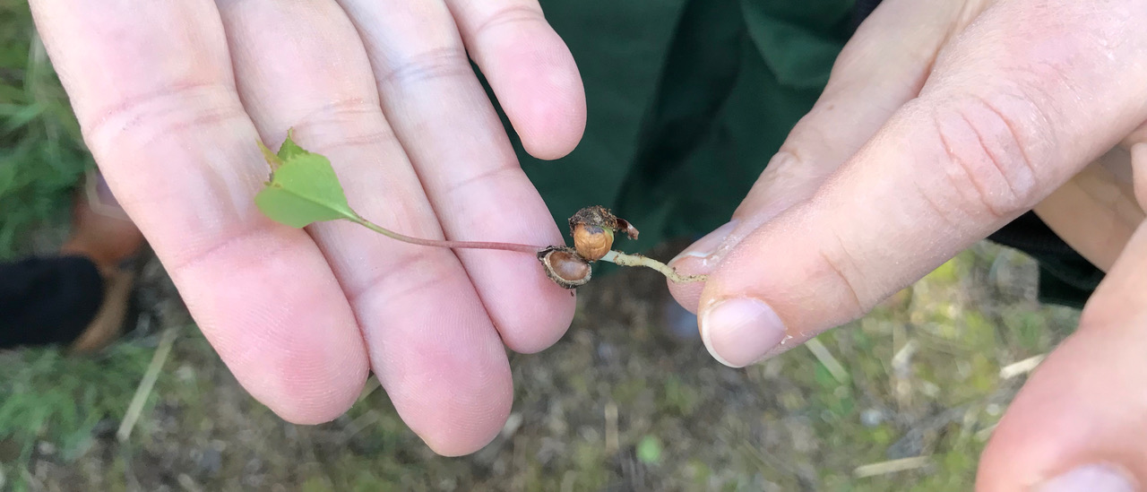 Jemand trägt einen 8 cm langen Baumkeimling auf der Hand.