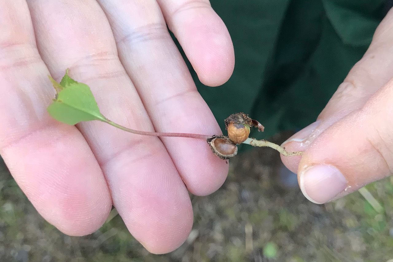 Jemand trägt einen 8 cm langen Baumkeimling auf der Hand