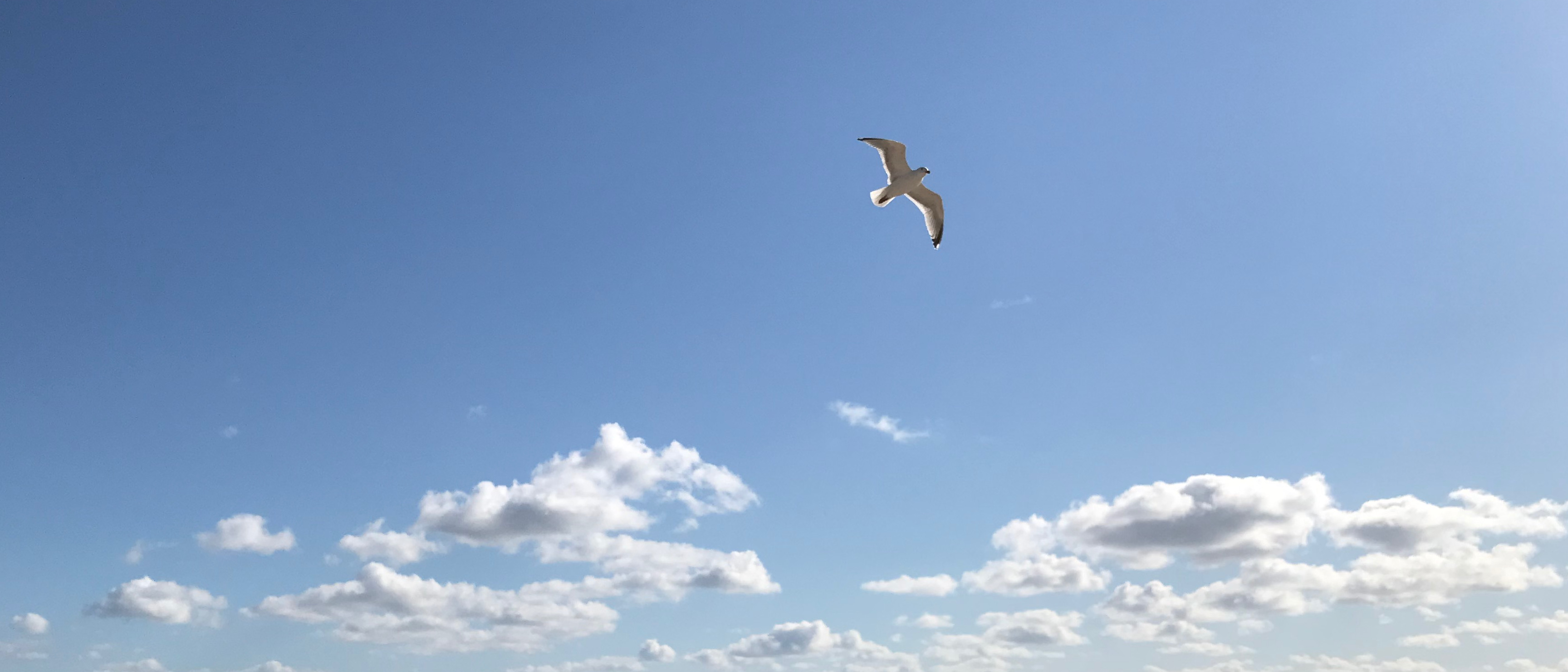 Eine Möwe gleitend im Wind im Gegenlicht am blauen Himmel.