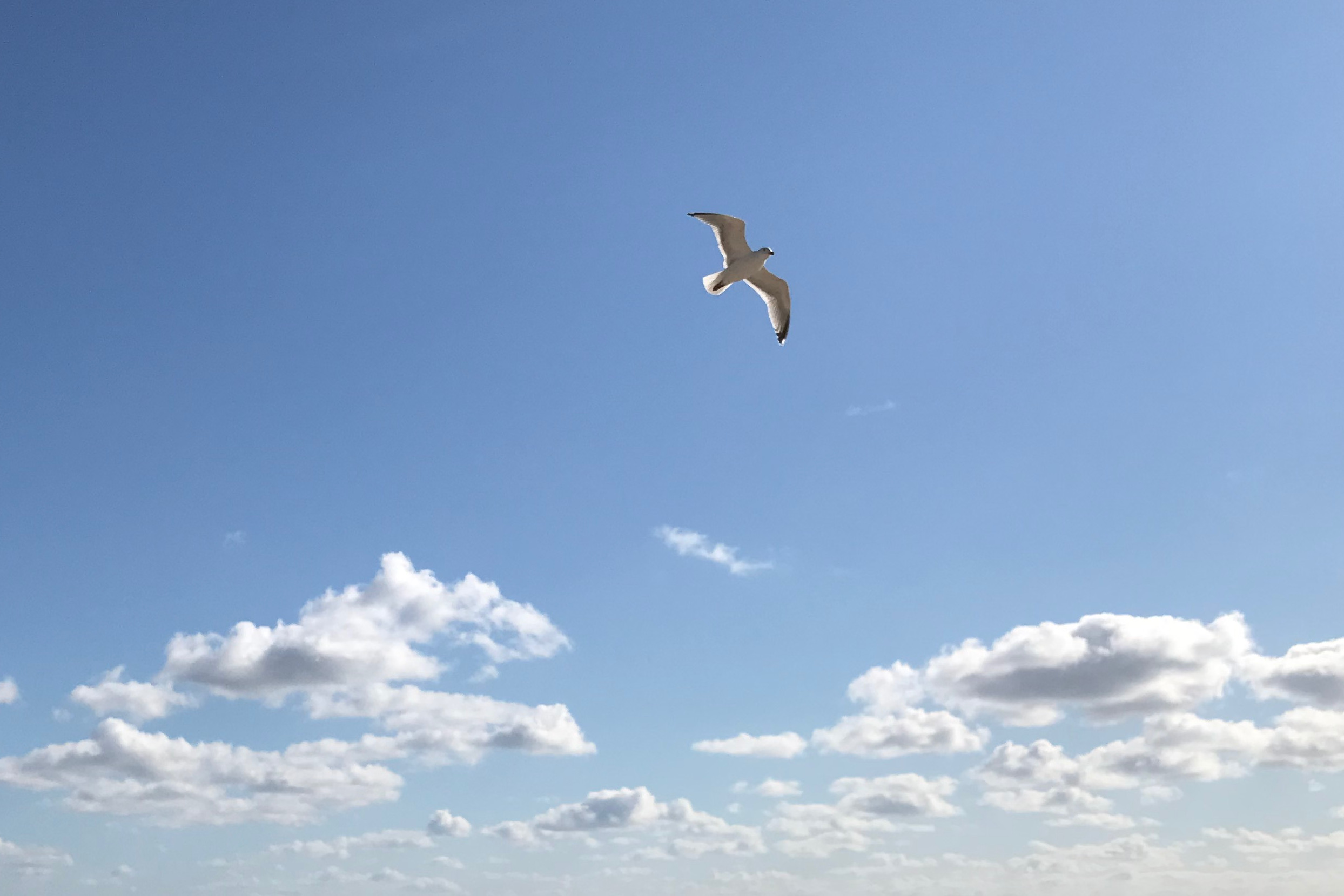 Eine Möwe gleitend im Wind im Gegenlicht am blauen Himmel.