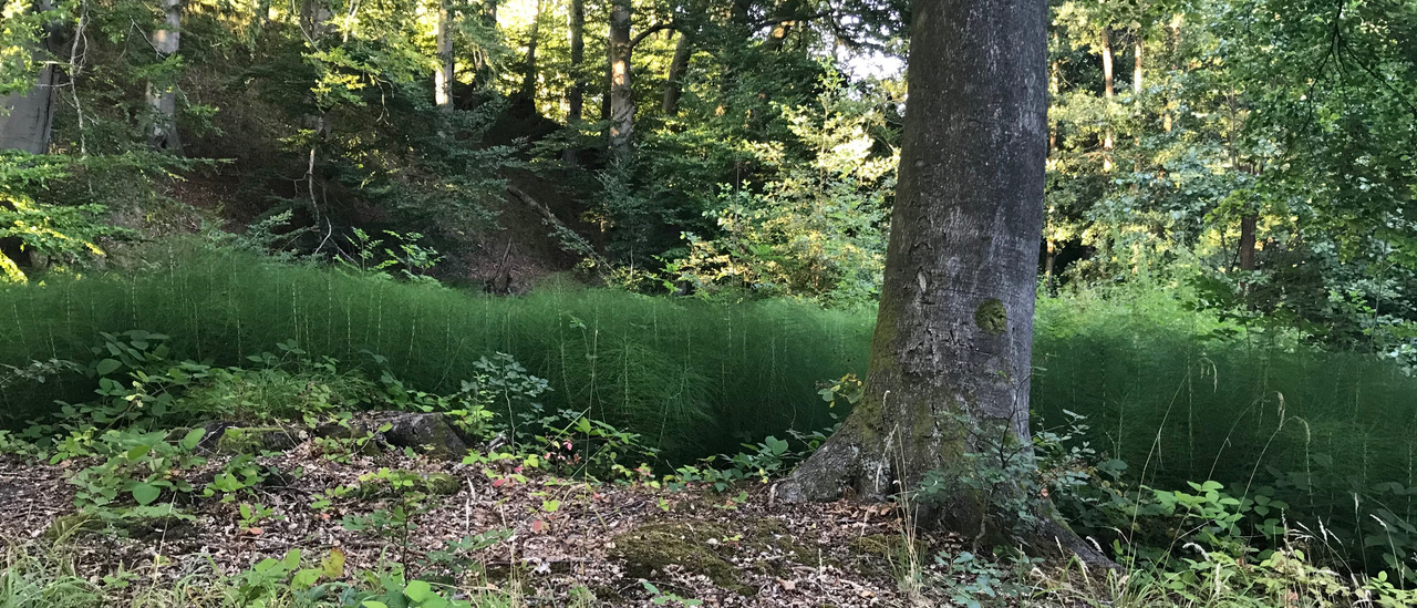 Blick in einen natürlich gewachsenen Laubbaumwald am Förde-Hang