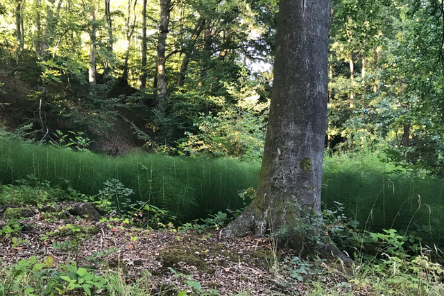 Blick in einen natürlich gewachsenen Laubbaumwald am Förde-Hang