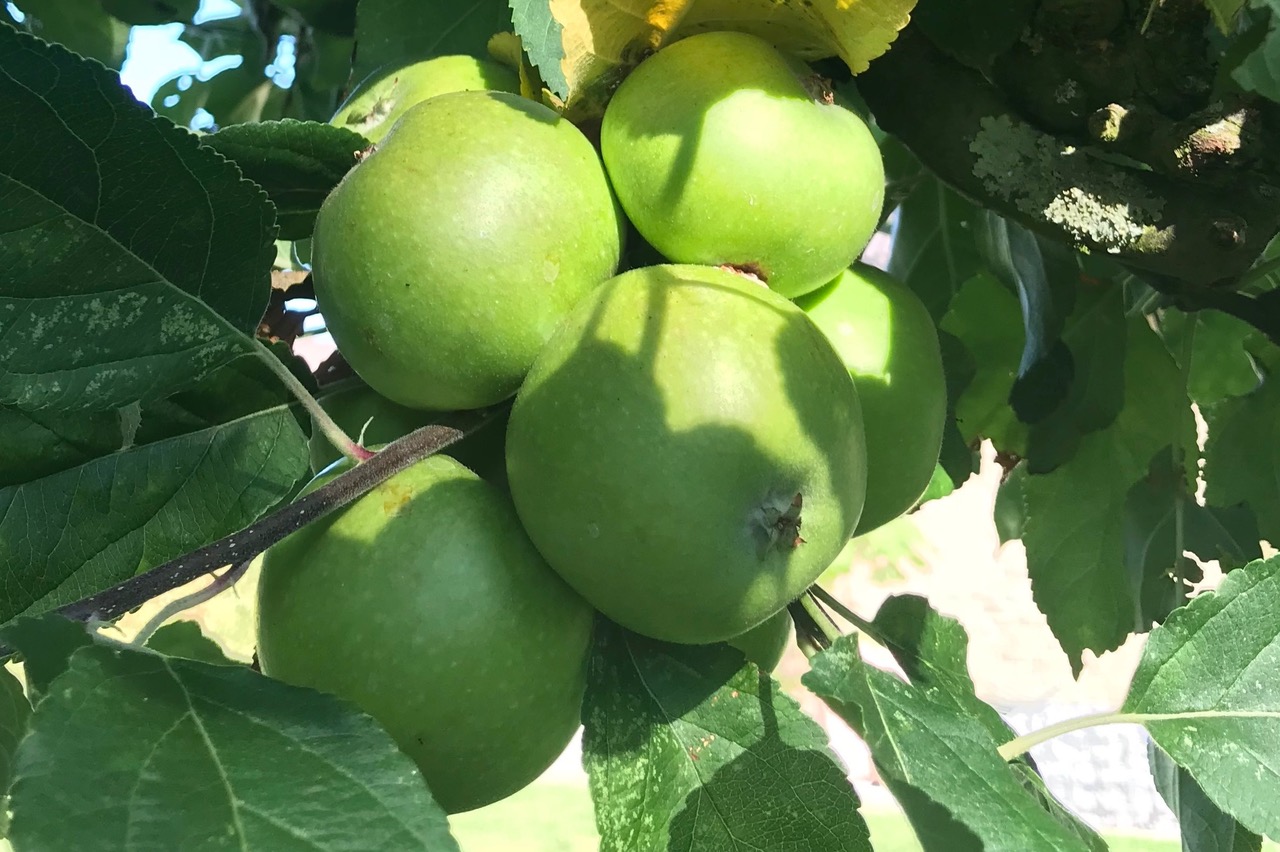 fünf noch grüne Äpfel leuchten am Baum in der Sonne