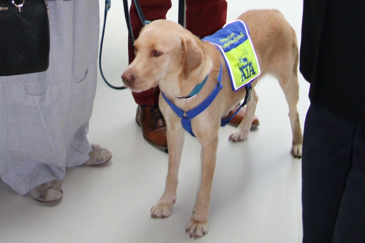 Diabeteswarnhund zwischen vielen Menschen auf der Lions-Distriktversammlung