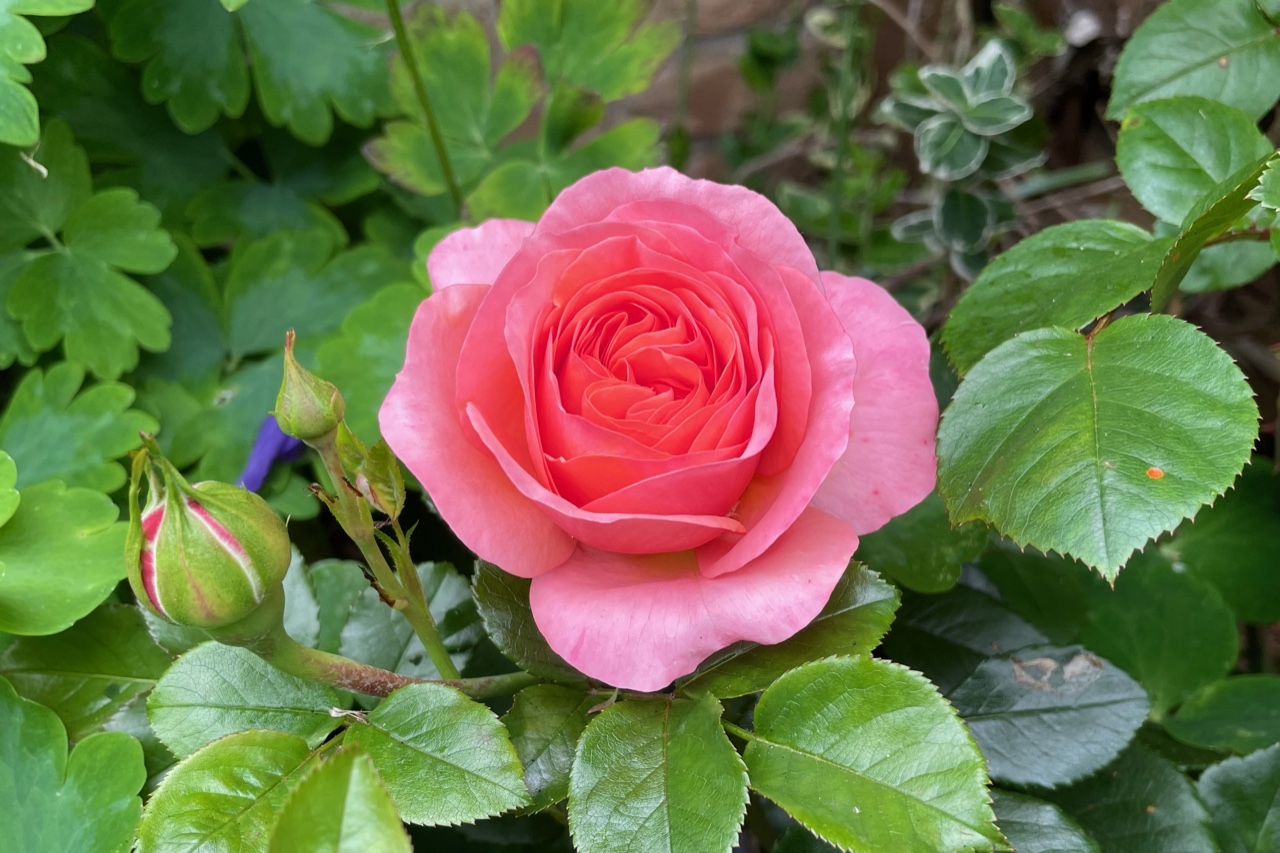 Coralfarbene Blüte der Lions-Rose