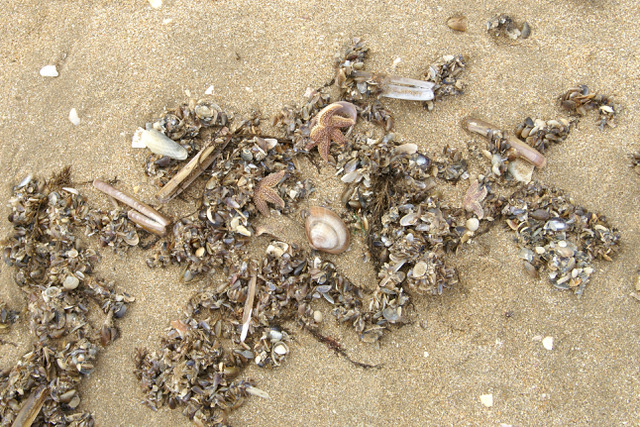 Durch die Wellen angetriebenes Strandgut: Muschelschalen in unterschiedlicher Größe und Seesterne.