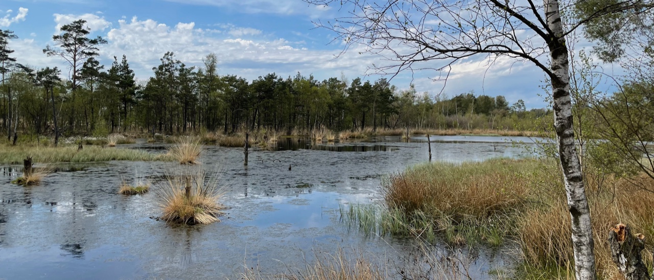 wiedervernässtes Moor in der Lüneburger Heide