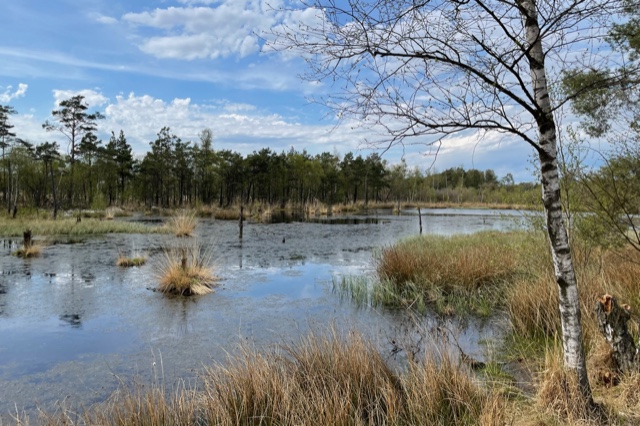 wiedervernässtes Moor in der Lüneburger Heide