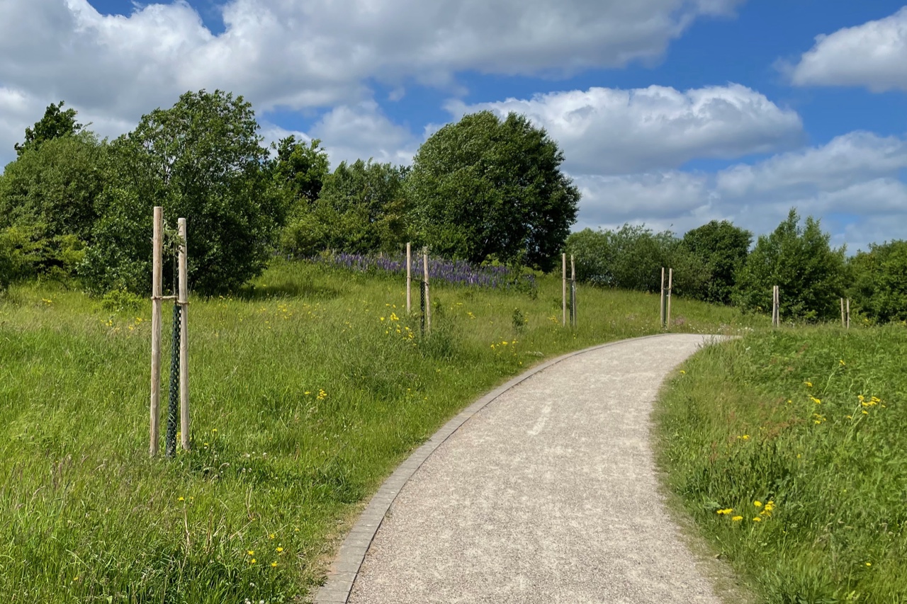 Neu gepflanzte Obstbäume am Weg auf dem Campusgelände Flensburg