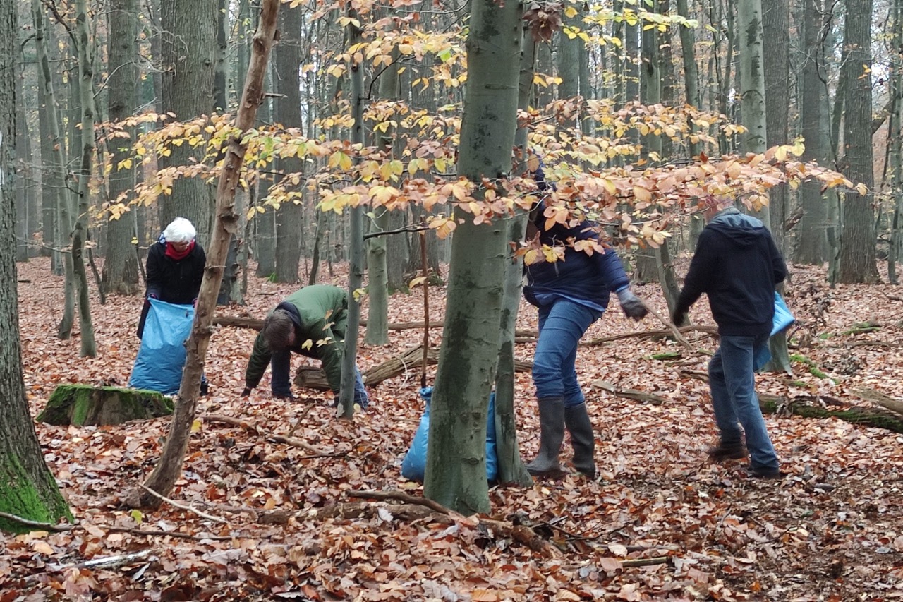 Lionsfreunde sammeln Laub von Eichen und Buchen in großen blauen Säcken.