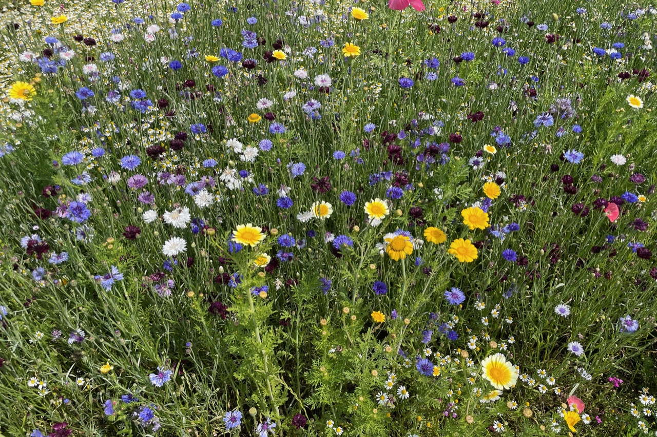 Eine bunte Mischung an verschiedenen Sommerblumen auf einer Blühwiese