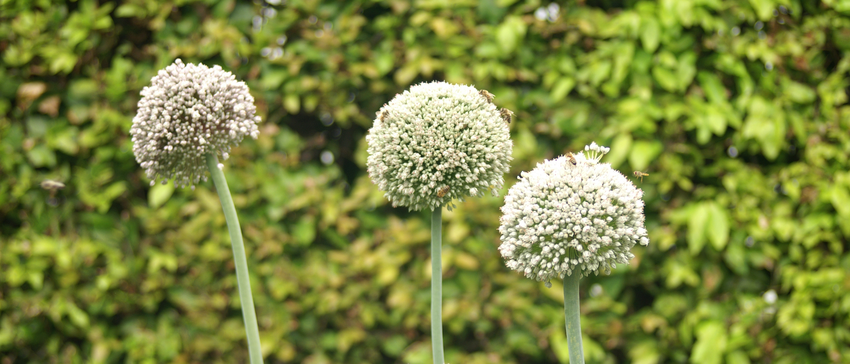 Bienen und Hummeln sammeln Nektar an Lauchblüten.