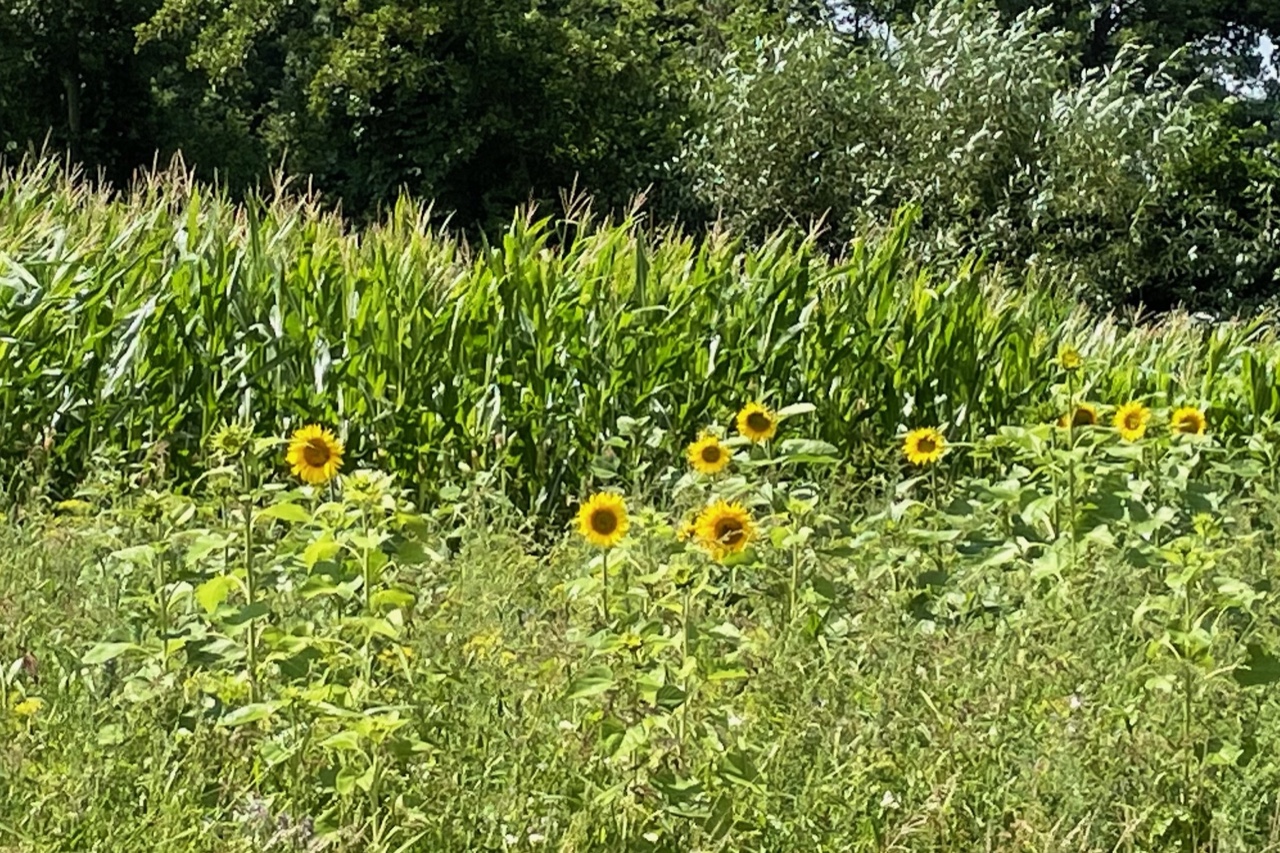 Ein 5m breiter Streifen mit Sonnenblumen neben einem Maisfeld