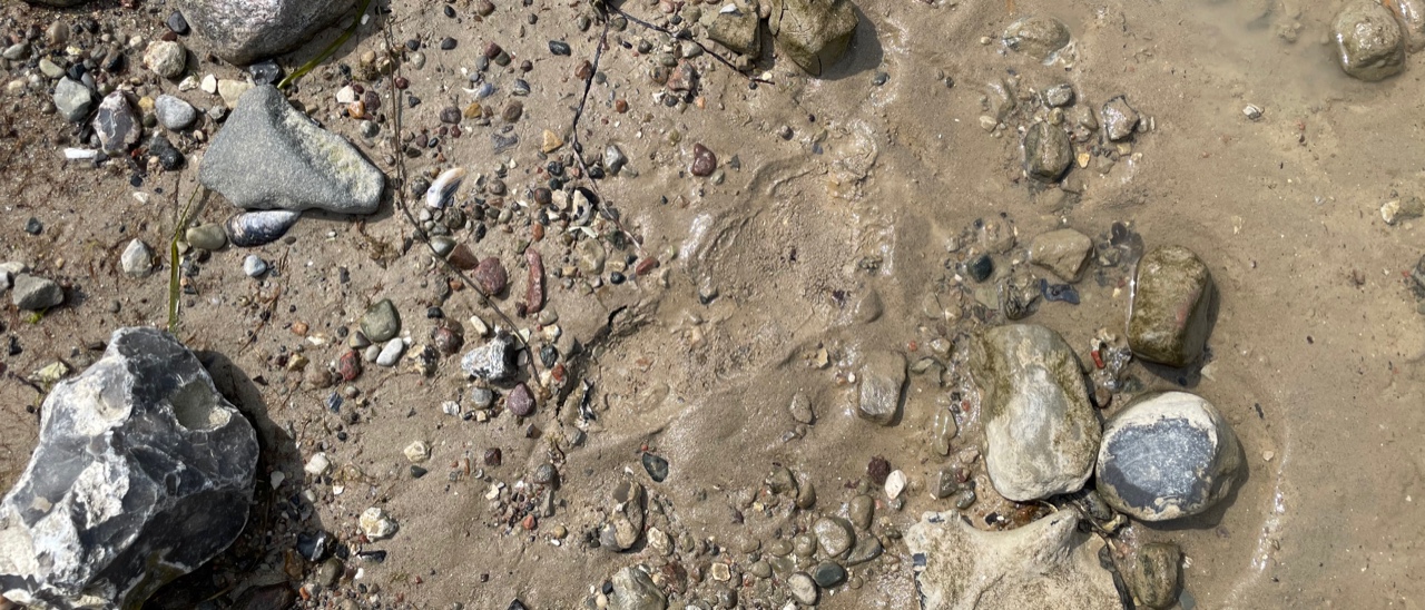 Ein Fußabdruck zwischen Kieseln im Sand am Strand