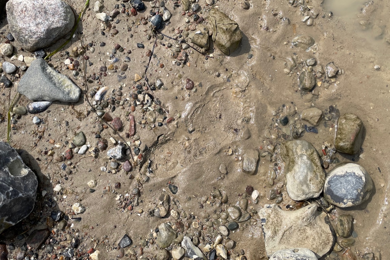 Ein Fußabdruck zwischen Kieseln im Sand am Strand