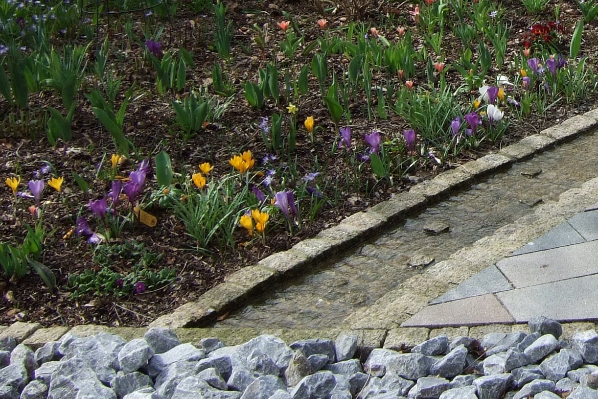 Krokusse wachsen zwischen dem Häckselgut