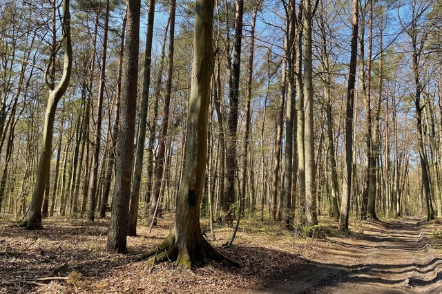Große Laubbäume stehen im Lübecker Stadtwald