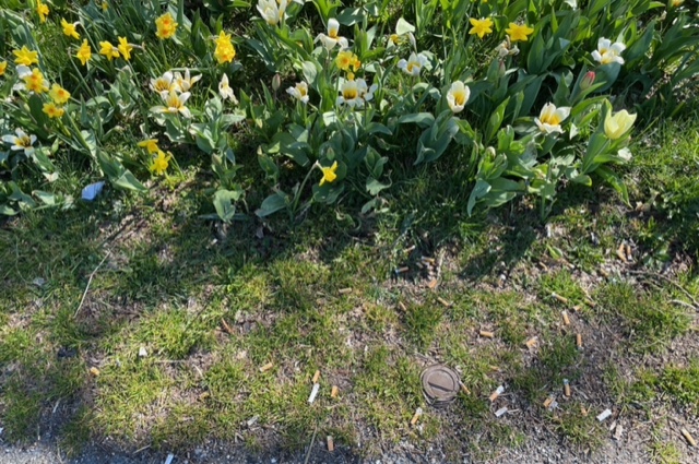 Vor einem Beet mit Tulpen liegen sehr viele Zigarettenkippen sowie ein Deckel eines To-go-Bechers