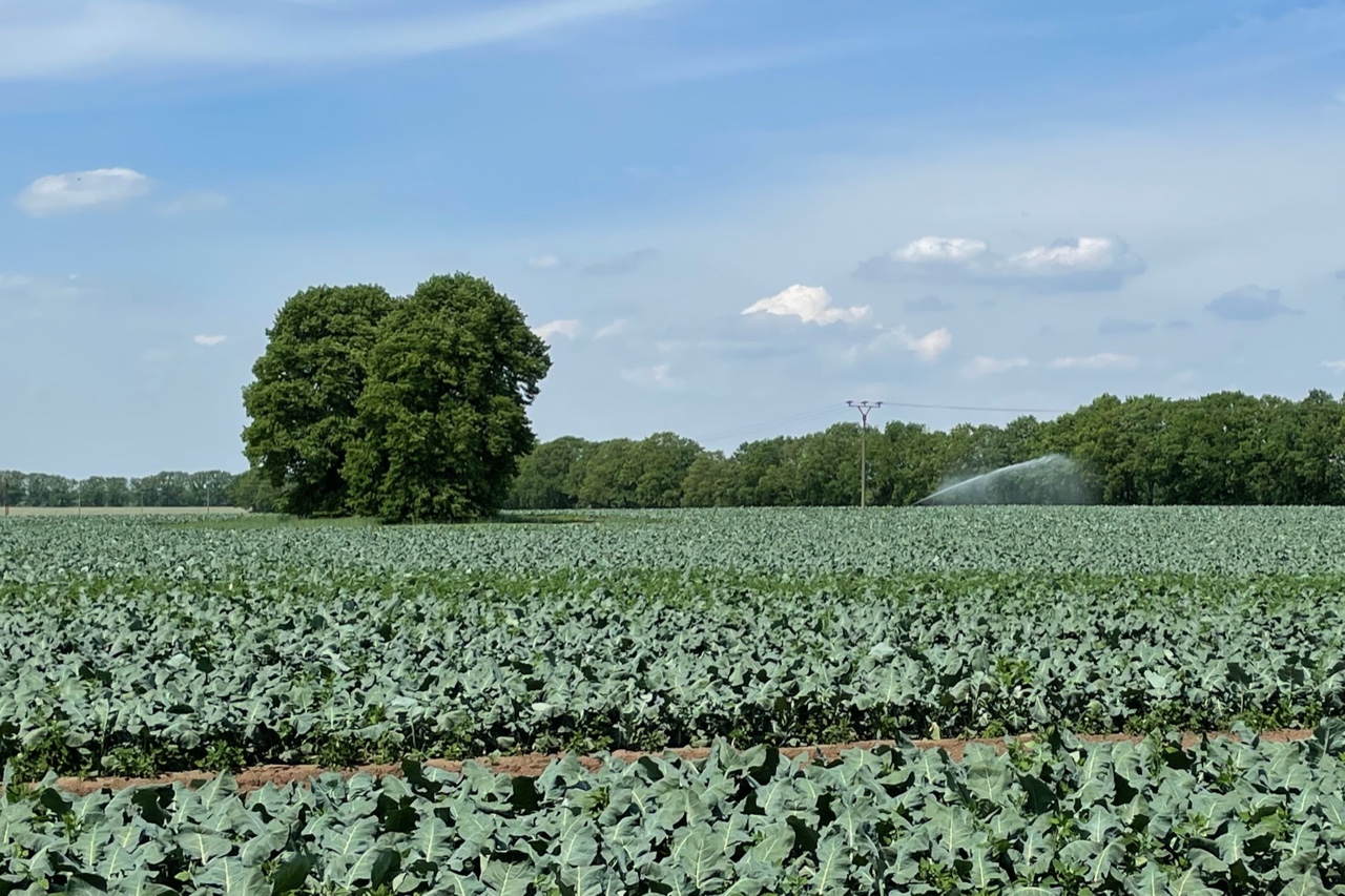 Eine weites Kohlrabi-Feld, dass künstlich bewässert wird