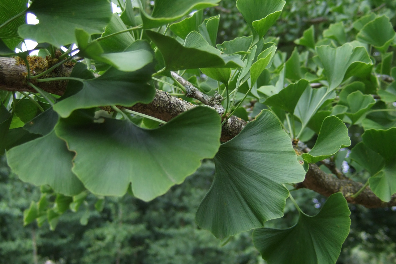 Ginko-Blätter