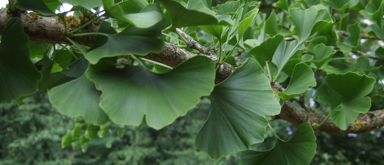 Ginko-Blätter