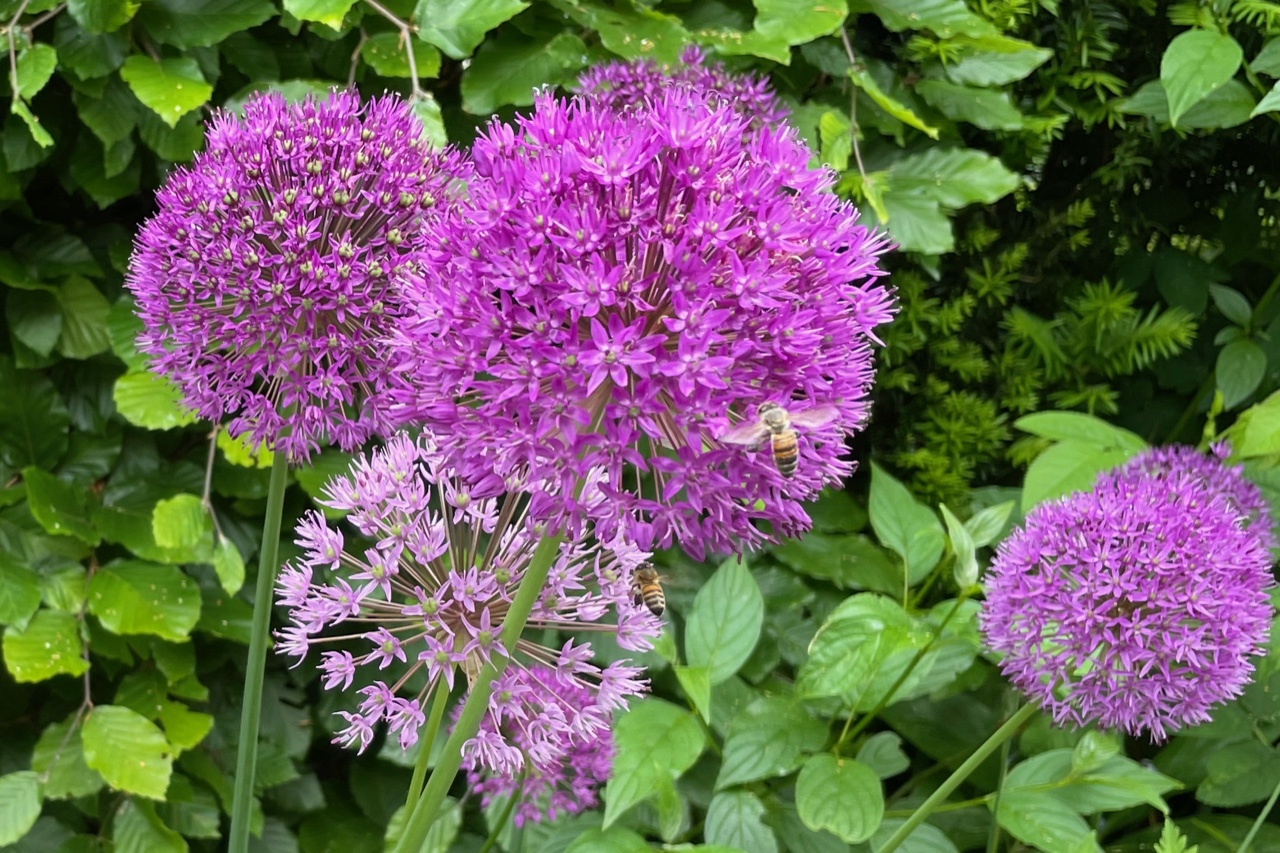 Bienen auf Allium