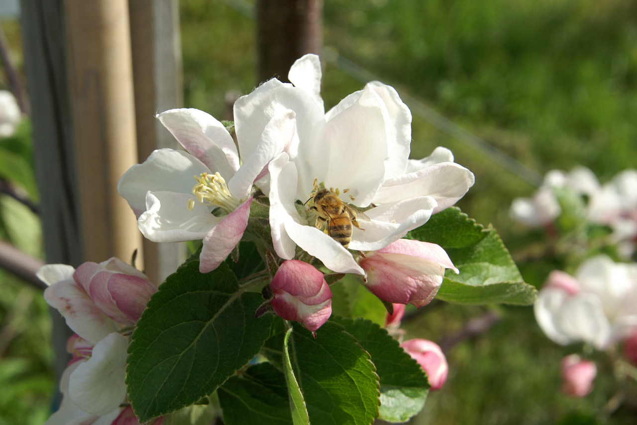 Biene in Apfelblüte