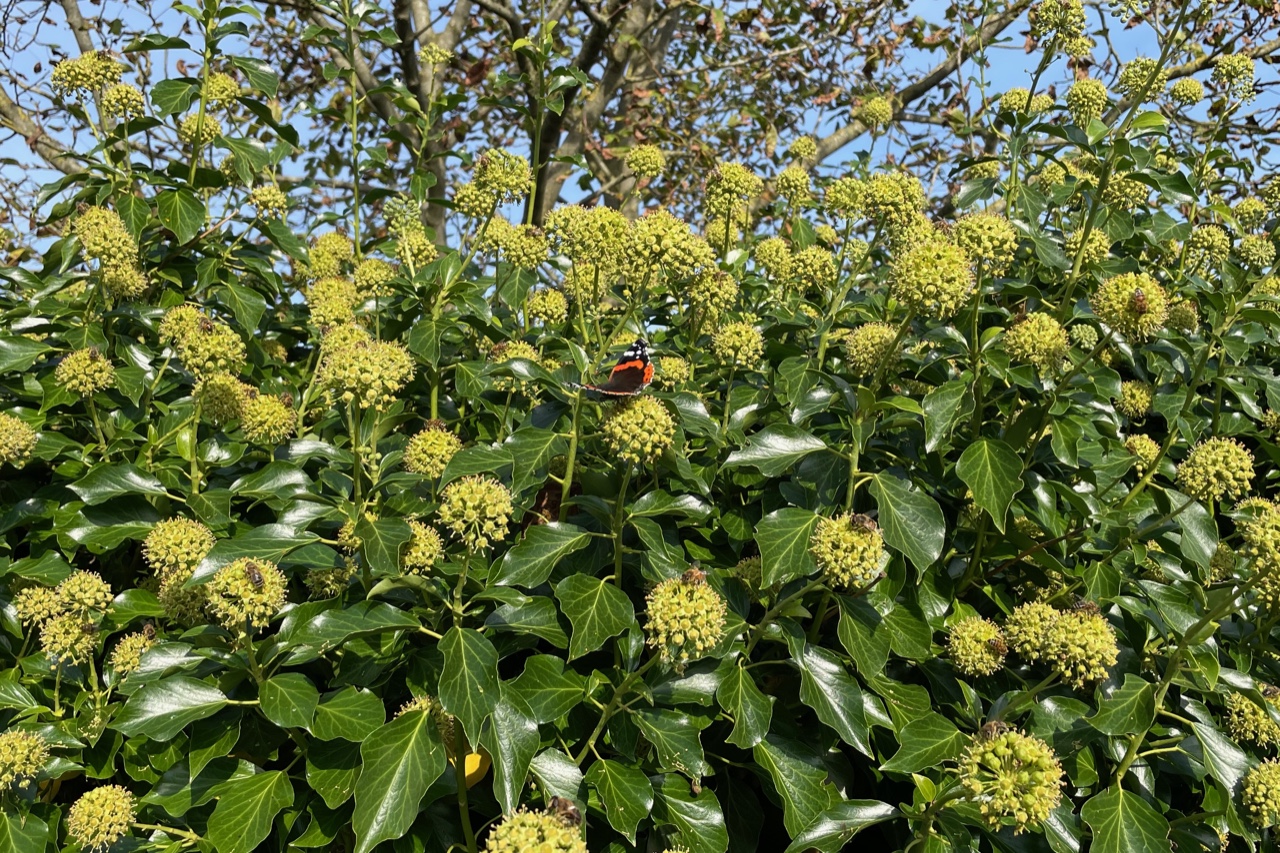 Schmetterlinge und Bienen im blühenden Efeu