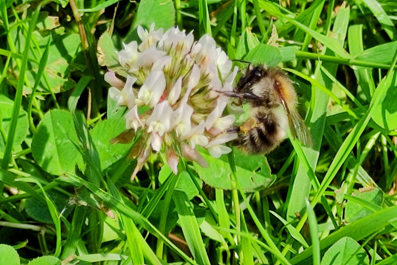 Hummel im Klee