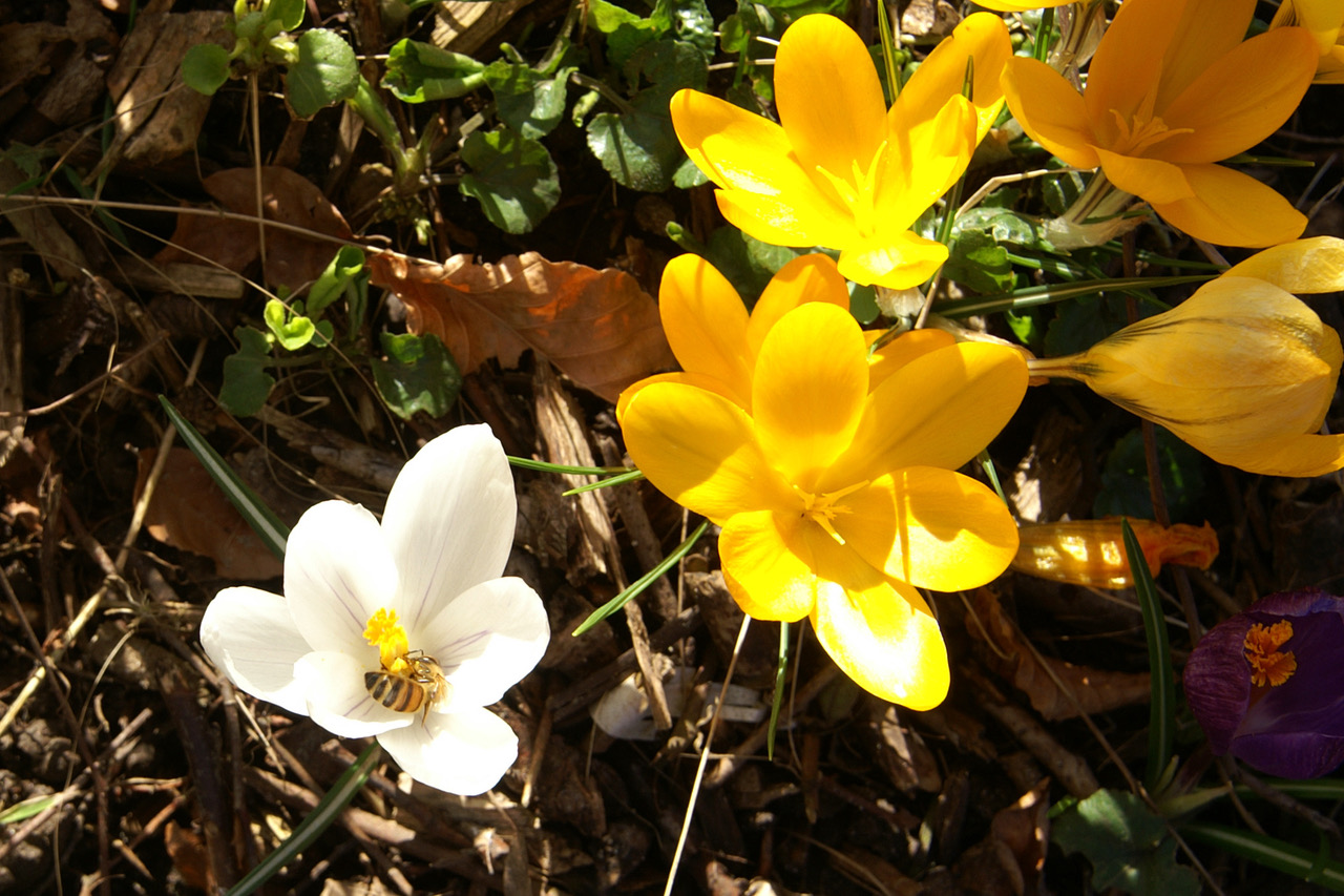 Biene in geöffneter Krokusblüte