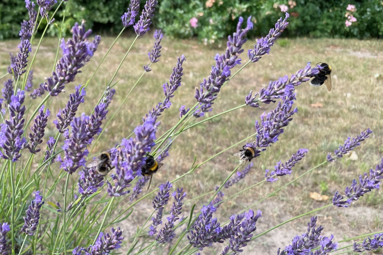 mehrere Hummeln im Lavendel