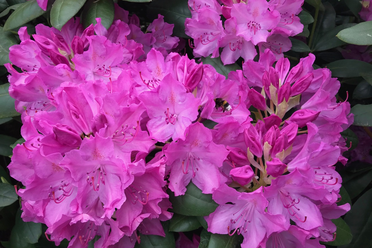 Hummel im pinkfarbenen Rhododendron