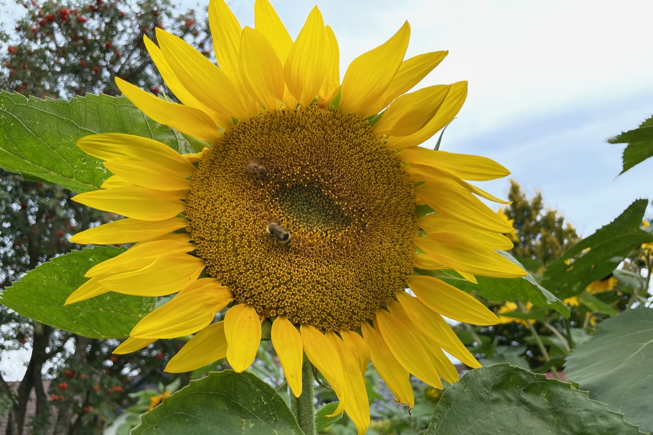 Hummel und Biene an großer Sonnenblume