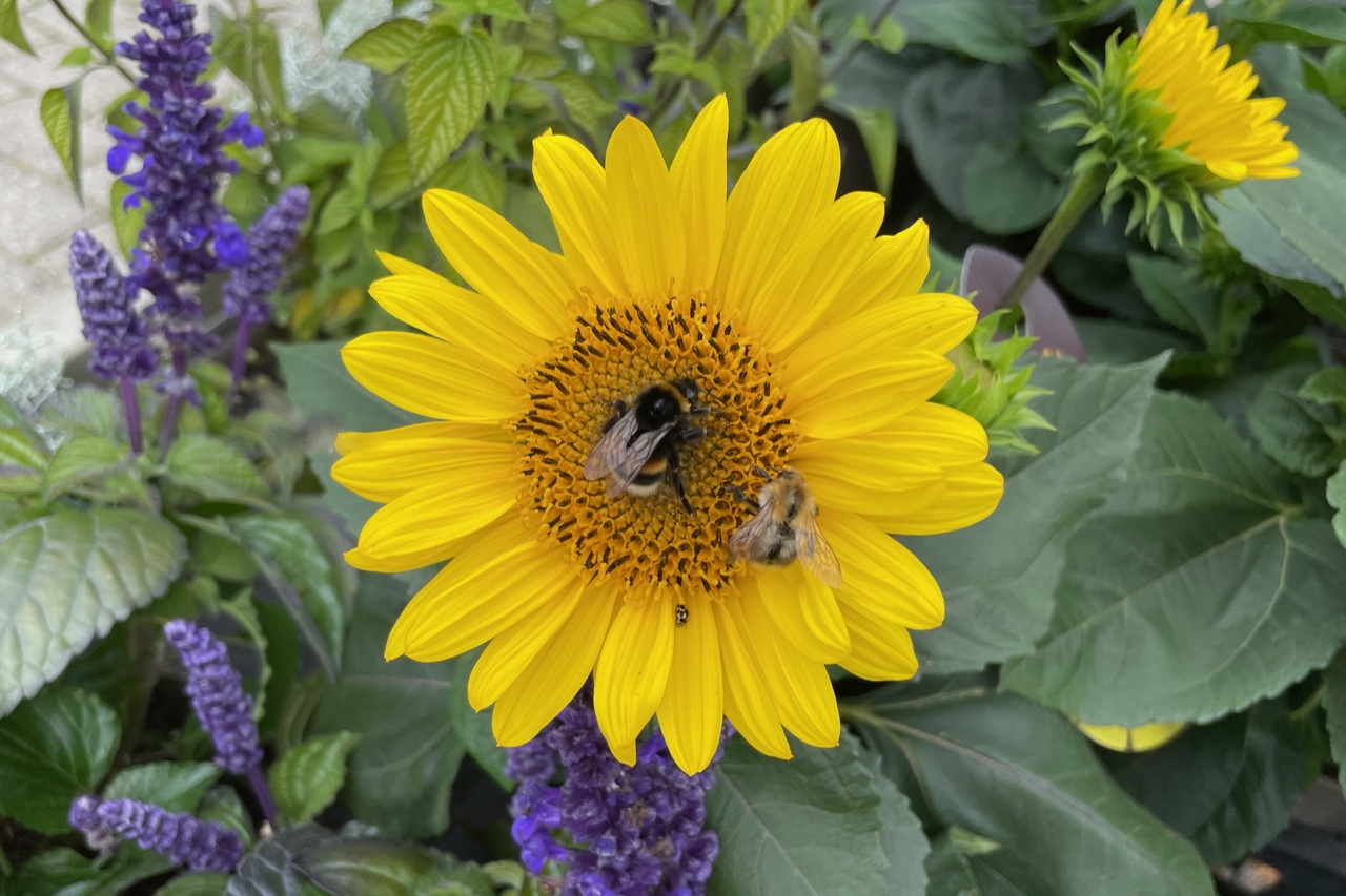 Hummel an kleiner Sonnenblume