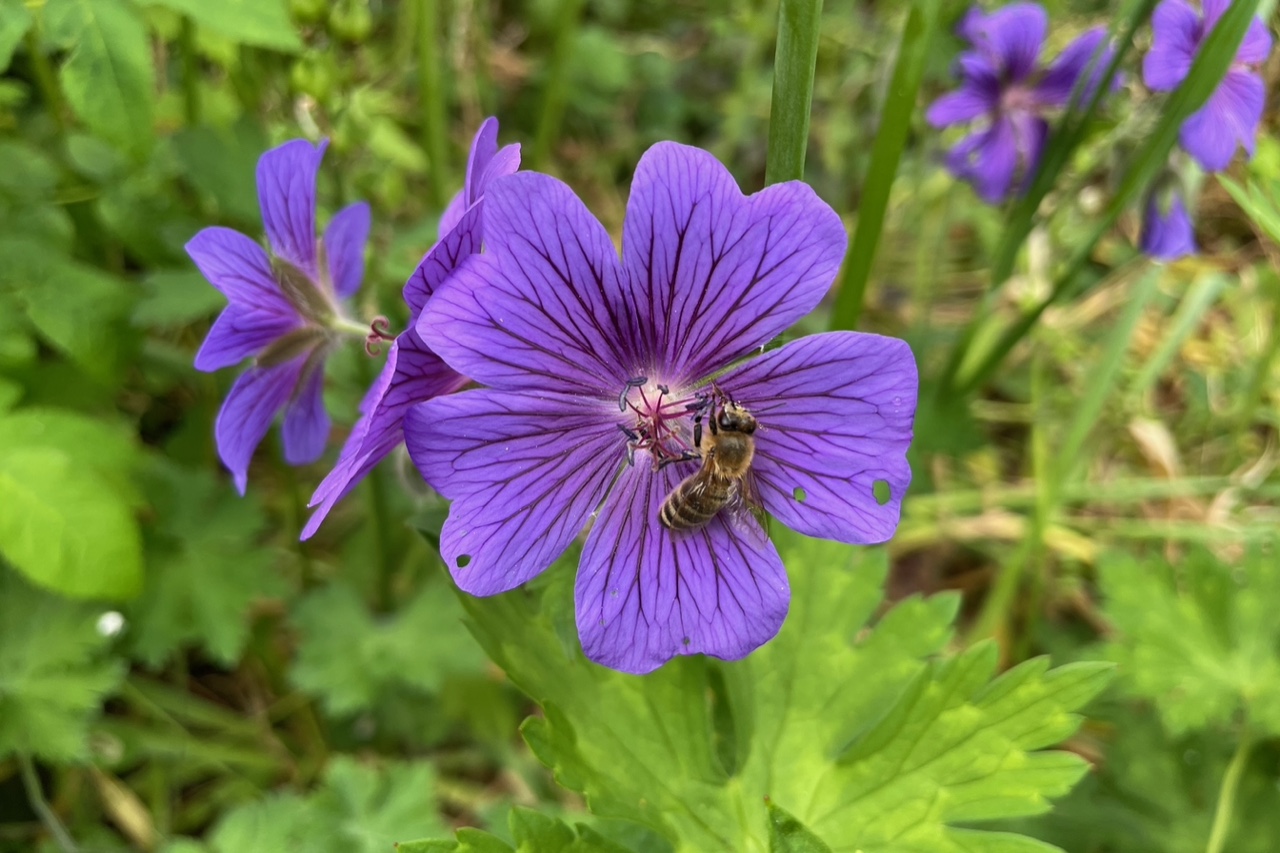 Biene in der lila Blüte des Storchschnabels