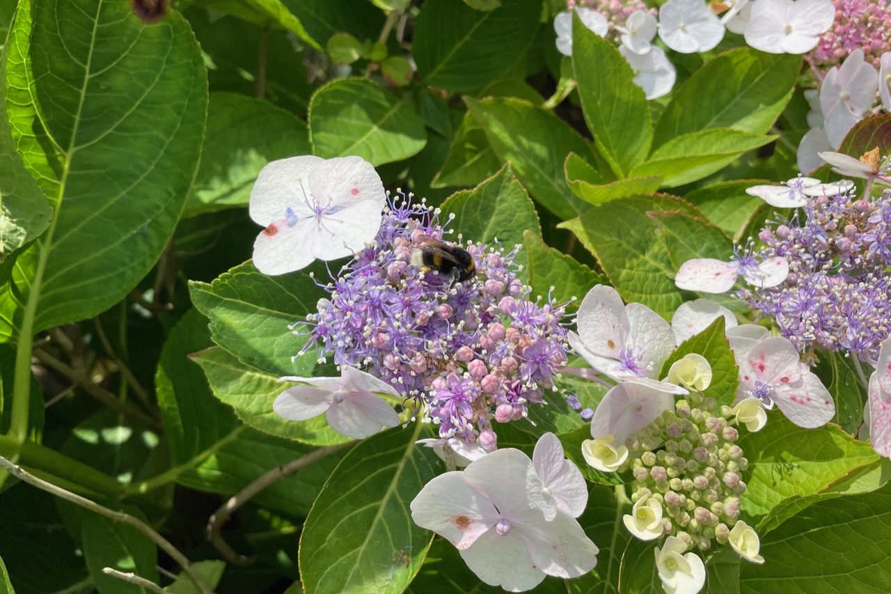 Hummel auf Tellerhortensie